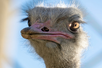 portrait of an ostrich