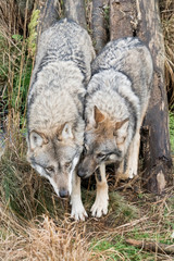 two wolfs of a pack