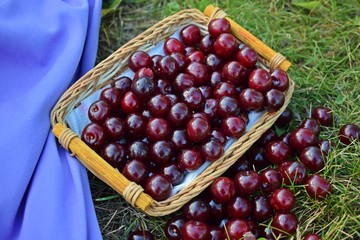 Fresh,sweet cherry berries in a wicker basket.