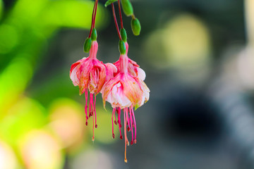 Macro Flowers