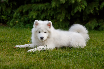 White puppy Samoyed husky