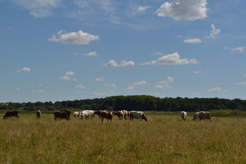 cows in field