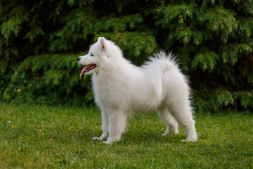 White puppy Samoyed husky