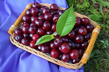 Fresh,sweet cherry berries in a wicker basket.