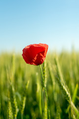 Red poppy in a wheat field