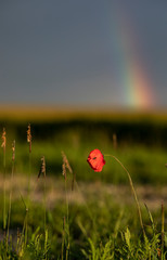 poppy in a field