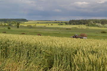 Fototapeta premium field of wheat