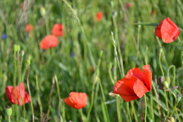 poppies in a field