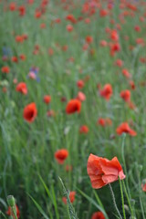 field of poppies