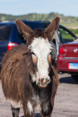 Pregnant Feral Donkey