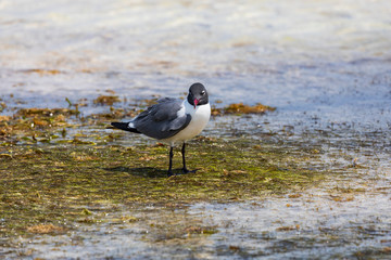 M&ouml;we (Larus atricilla) im Wasser an der K&uuml;ste der Insel Bonaire