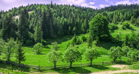 mountain forest green picturesque rural scenery landscape near some village in New Zealand highland natural area in summer season time 