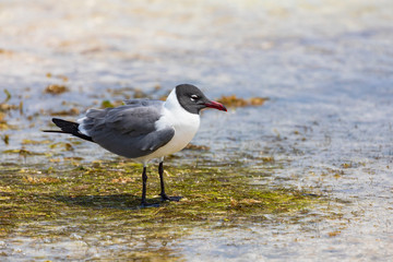 Bonaire, Aztekenmöwe (Leucophaeus atricilla) an der Küste der karibischen Insel.