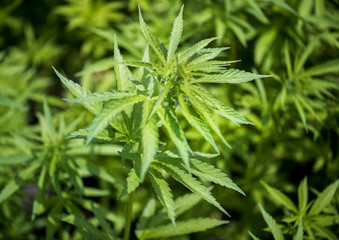 Agricultural hemp.  Plantation of wild hemp. Cannabis leaves close up. 