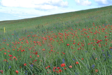 field of poppies