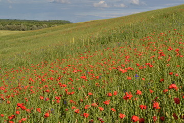 poppy field of red poppies