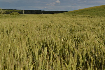 field of wheat