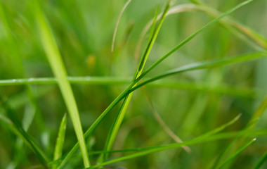 Interweaving of green meadow blades of grass, close up