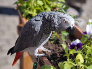 Gray parrot Psittacus erithacus, Congo gray parrot or African gray parrot.