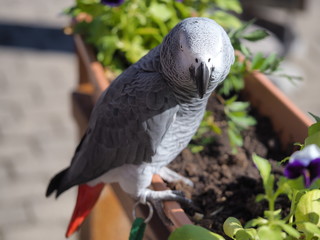 Fototapeta premium Gray parrot Psittacus erithacus, Congo gray parrot or African gray parrot.