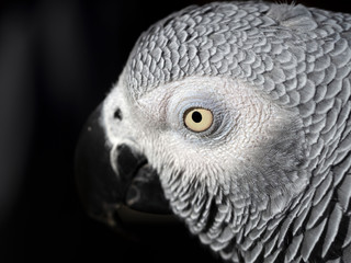 Gray parrot Psittacus erithacus, Congo gray parrot or African gray parrot. Close-up head, eye.