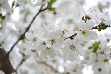 blooming cherry tree in spring