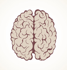 Brain. Vector drawing