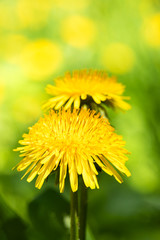 Close-up two yellow dandelions on blurred summer meadow background.