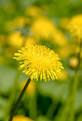 Close-up yellow dandelion on summer meadow background. 