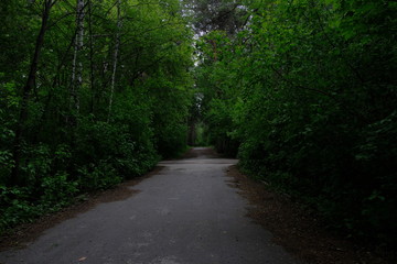 deserted trail through a green summer forest, leaving into the distance