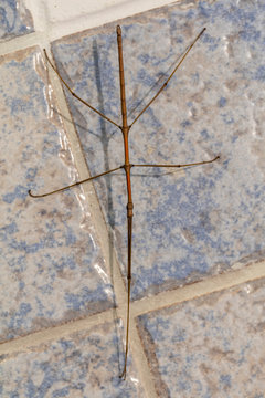 Walking branch