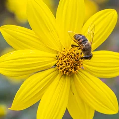 Gardinen Biene bei der Arbeit © johnhofboer50