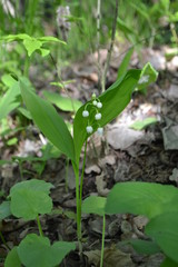 young plant in the garden