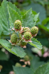 Black Blackberry One Month After Spring Blossom