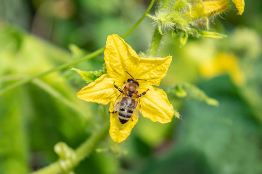 A bee sits on a yellow flower. A bee pollinates a cucumber flower.