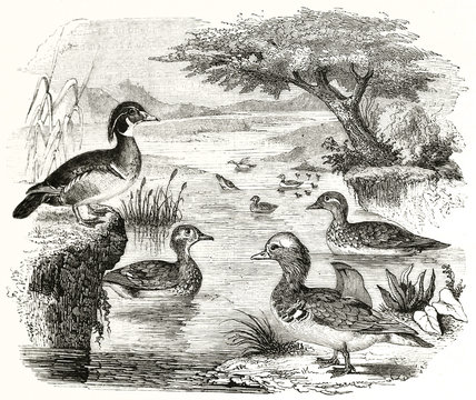 Wood Duck (Aix sponsa) in a pond, their natural environment. Ancient etching full of hatching and displayed in a composition with vanishing borders. By Werner, Magasin Pittoresque Paris 1848