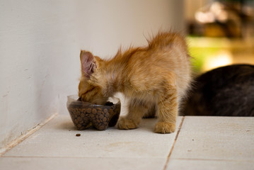 kitten eat food that is delicious