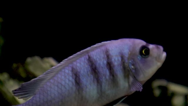 Different fish swim on a black background