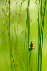 Spider sitting on the grass.