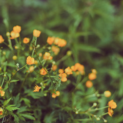 Buttercup flowers on nature background