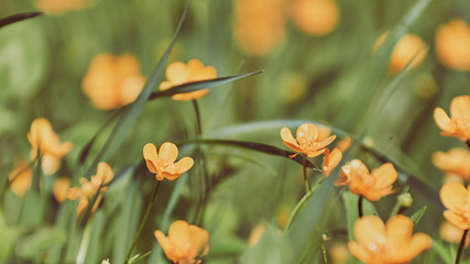 Yellow spring flowers in meadow. Soft focus of beautiful buttercup flowers growing in field on summer day