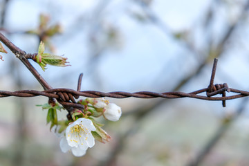 rusty barbed wire with a flower
