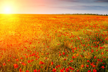 field of poppies in the sun at sunset