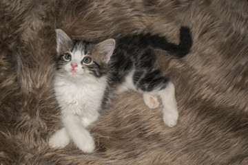 fluffy gray kitten cute playful sleeps lying on the carpet for design background