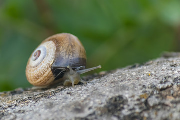 Snail on a leaf