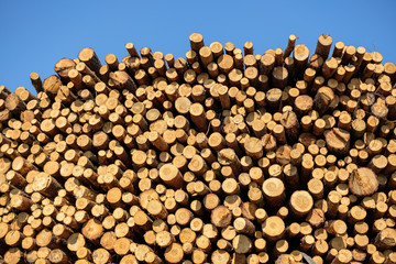 Pile of wooden logs ready for further processing