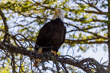 Bald Eagle on Branch