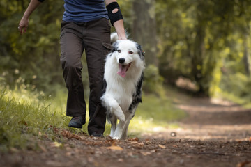 dog training in forest with his owner