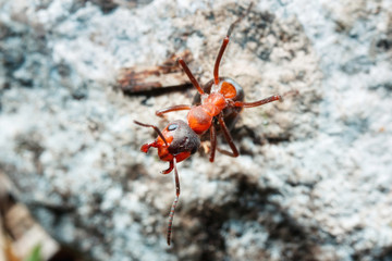 The ant is close-up.