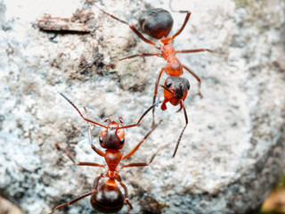 The ant is close-up.